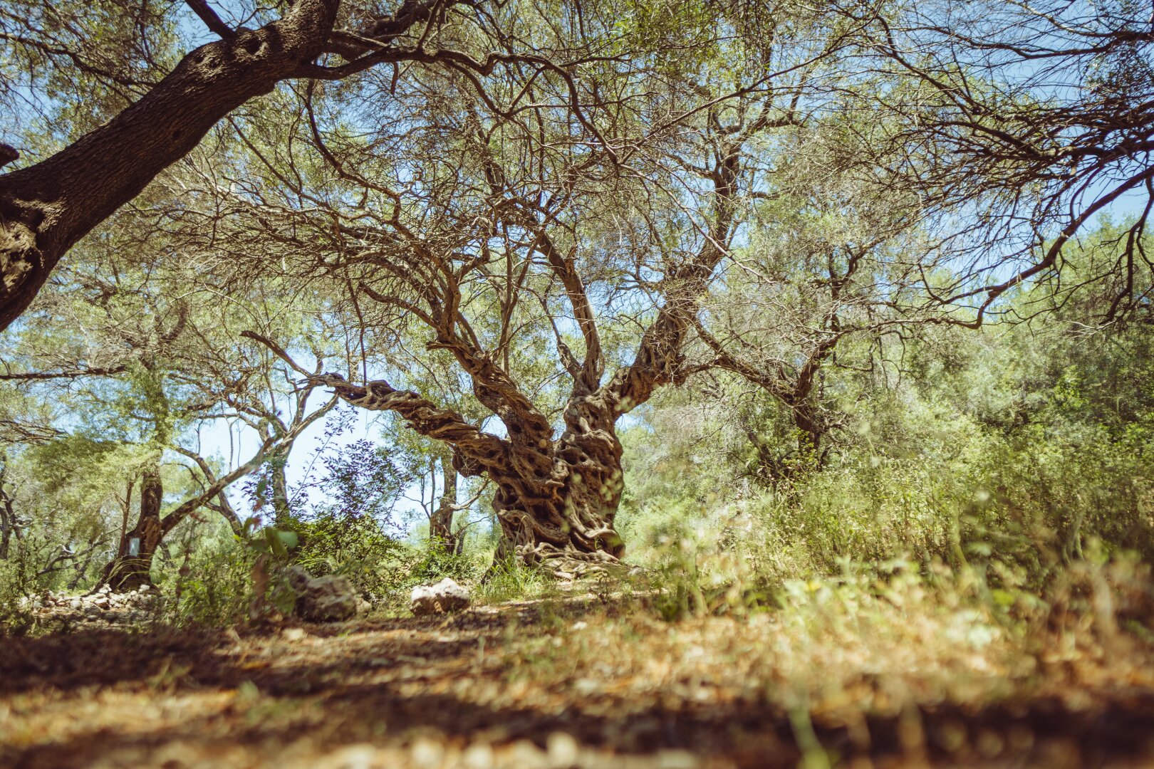 Low-angle view of an ancient gnarled olive tree with a deeply twisted, hollow trunk on Corfu, Greece, surrounded by sunlit branches and dense green foliage in an olive grove.