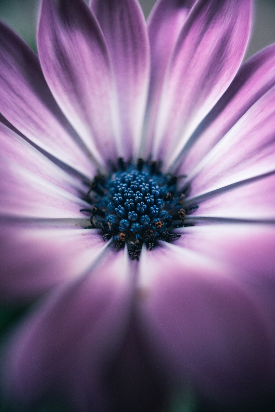 Extreme macro shot of a purple African daisy (Osteospermum) flower, showing radiating lavender petals around a striking blue and black textured central disc.