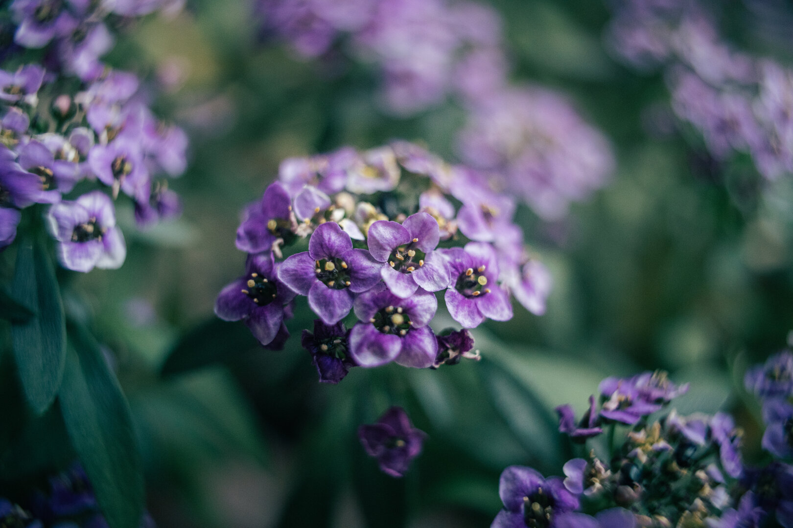 Close-up of a cluster of small purple sweet alyssum flowers with four-petaled blooms and tiny yellow stamens, set against a soft blurred green garden background.