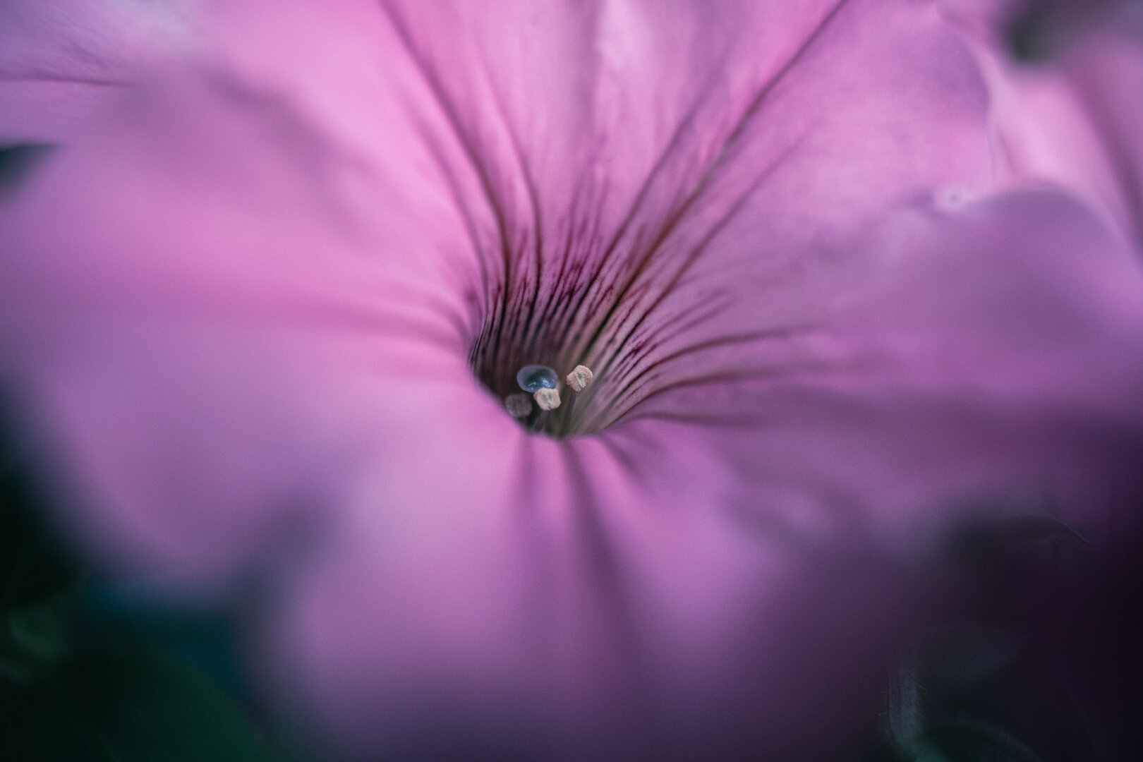 Extreme macro shot of a pink petunia flower throat, showing dark purple veins radiating from the dewy center with visible stamens and a water droplet, soft shallow focus.