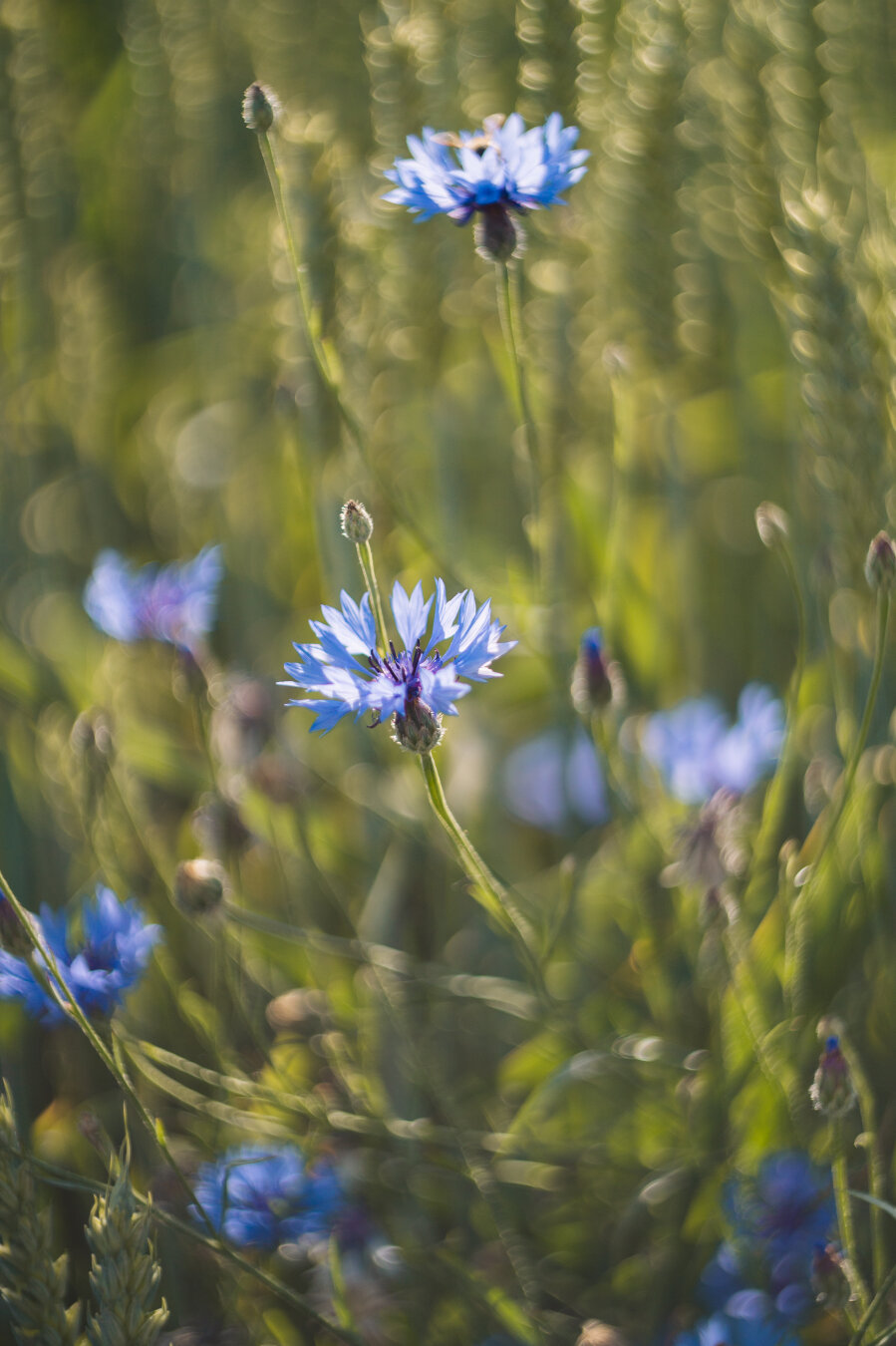 Blue-violet cornflowers growing among the ears of grain in a field