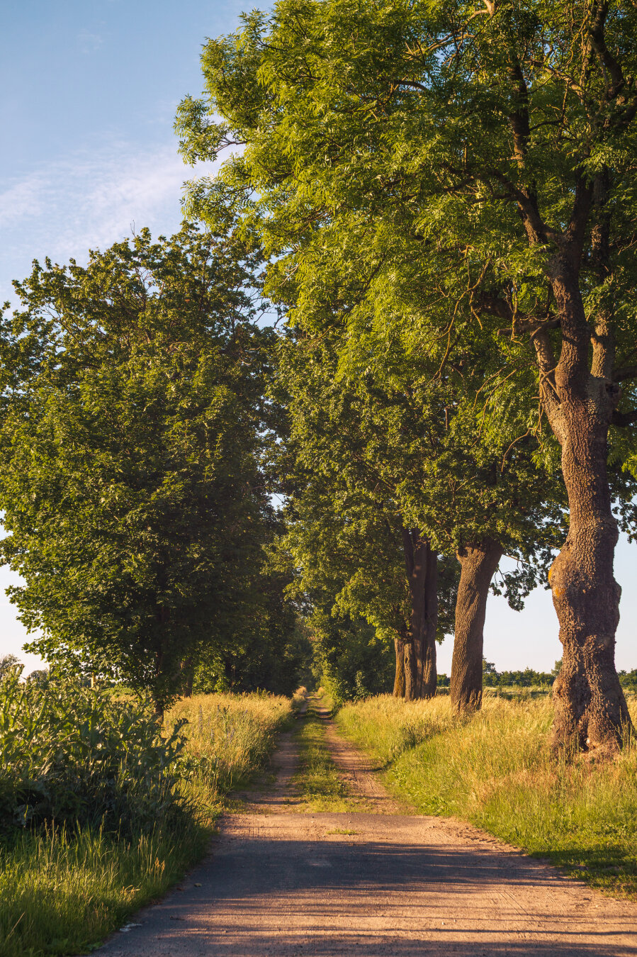 A narrow dirt country road lined with tall, mature trees on both sides, receding into the distance under a clear blue sky. Warm golden sunlight illuminates the lush green foliage and grassy verges, creating a peaceful rural summer scene.