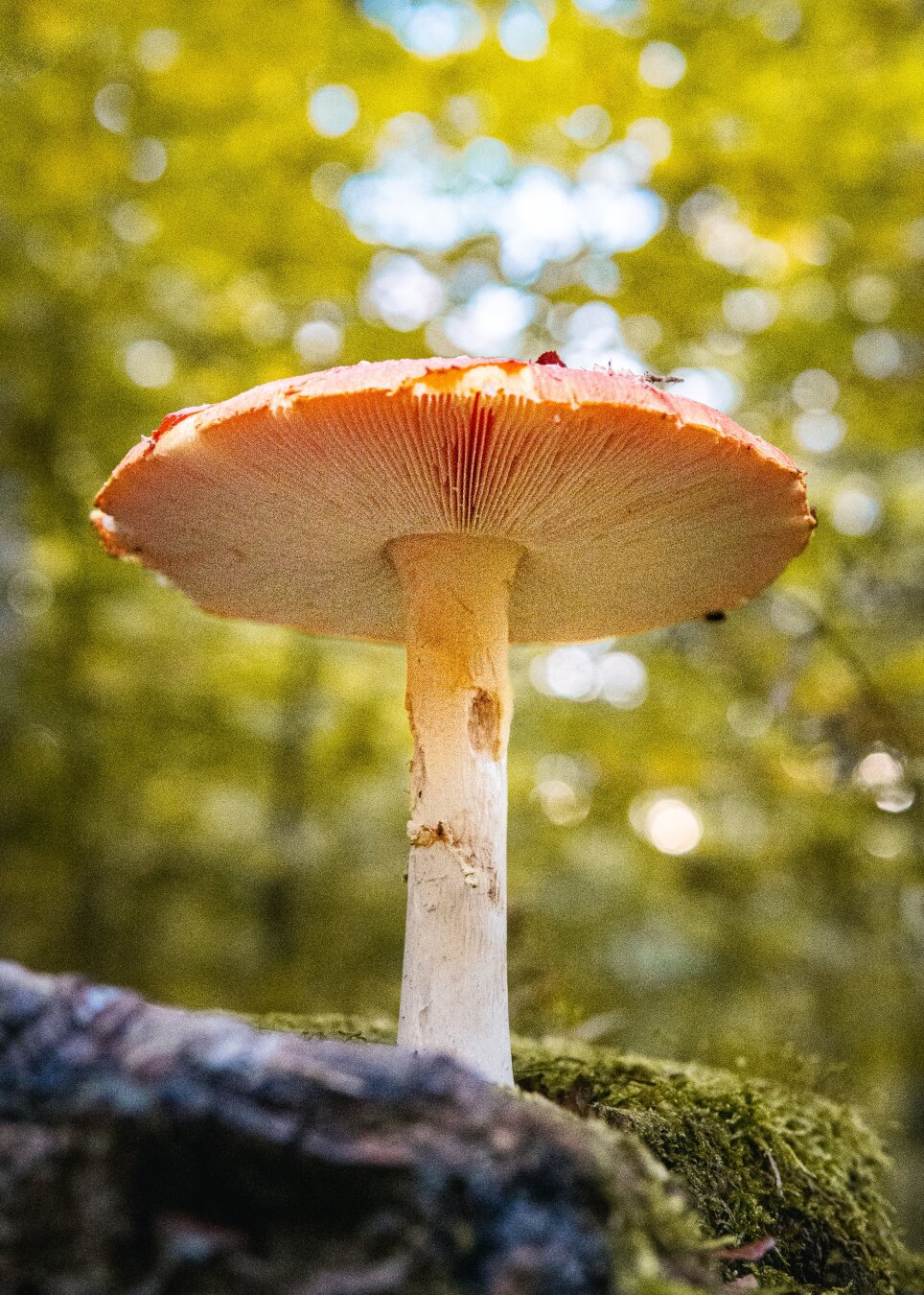 The bottom of a toadstool growing out of a tree stump.