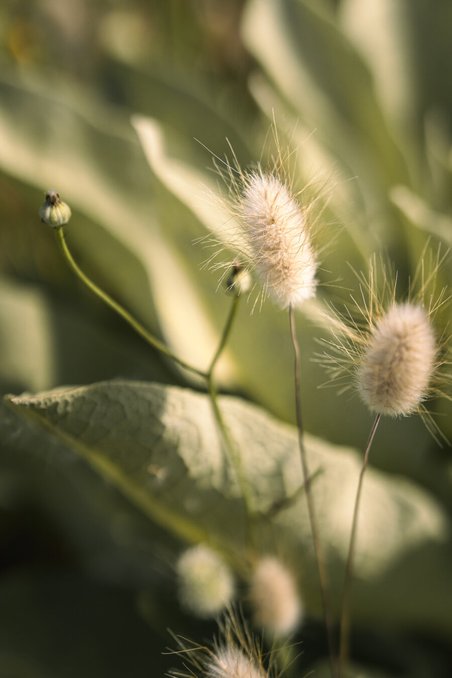 Hairy ears in a meadow, with greenery in the background.
