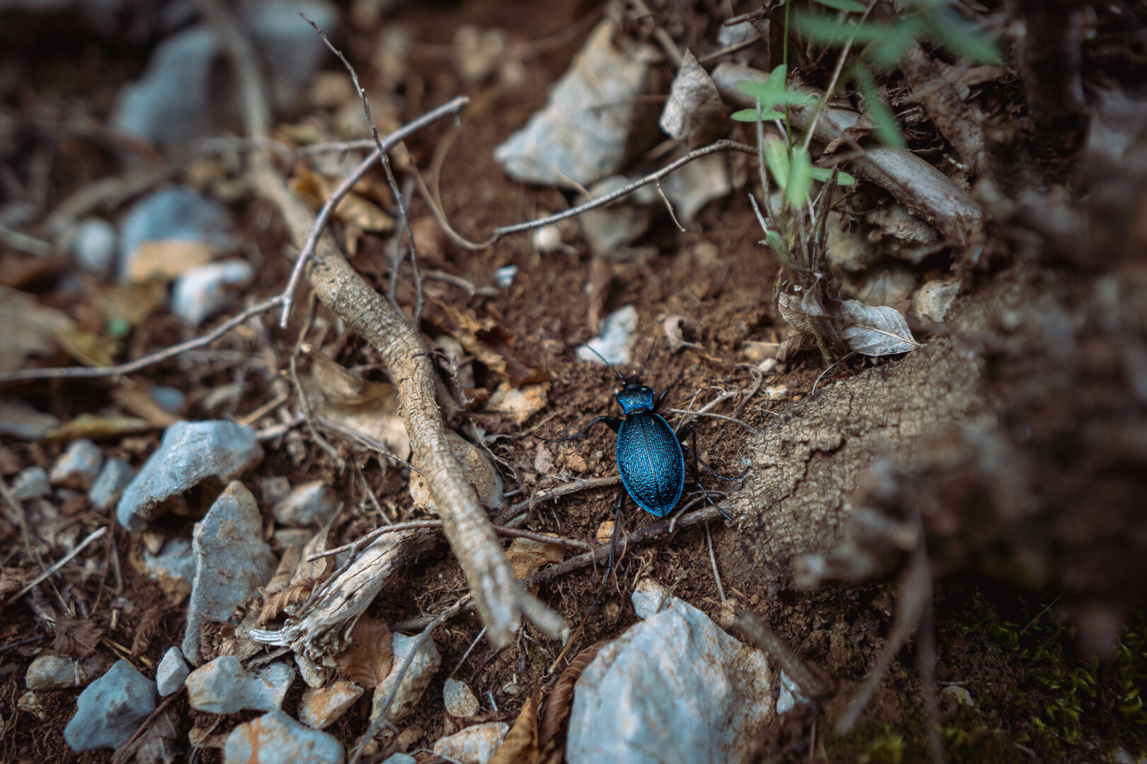 A blue beetle on a forest path.