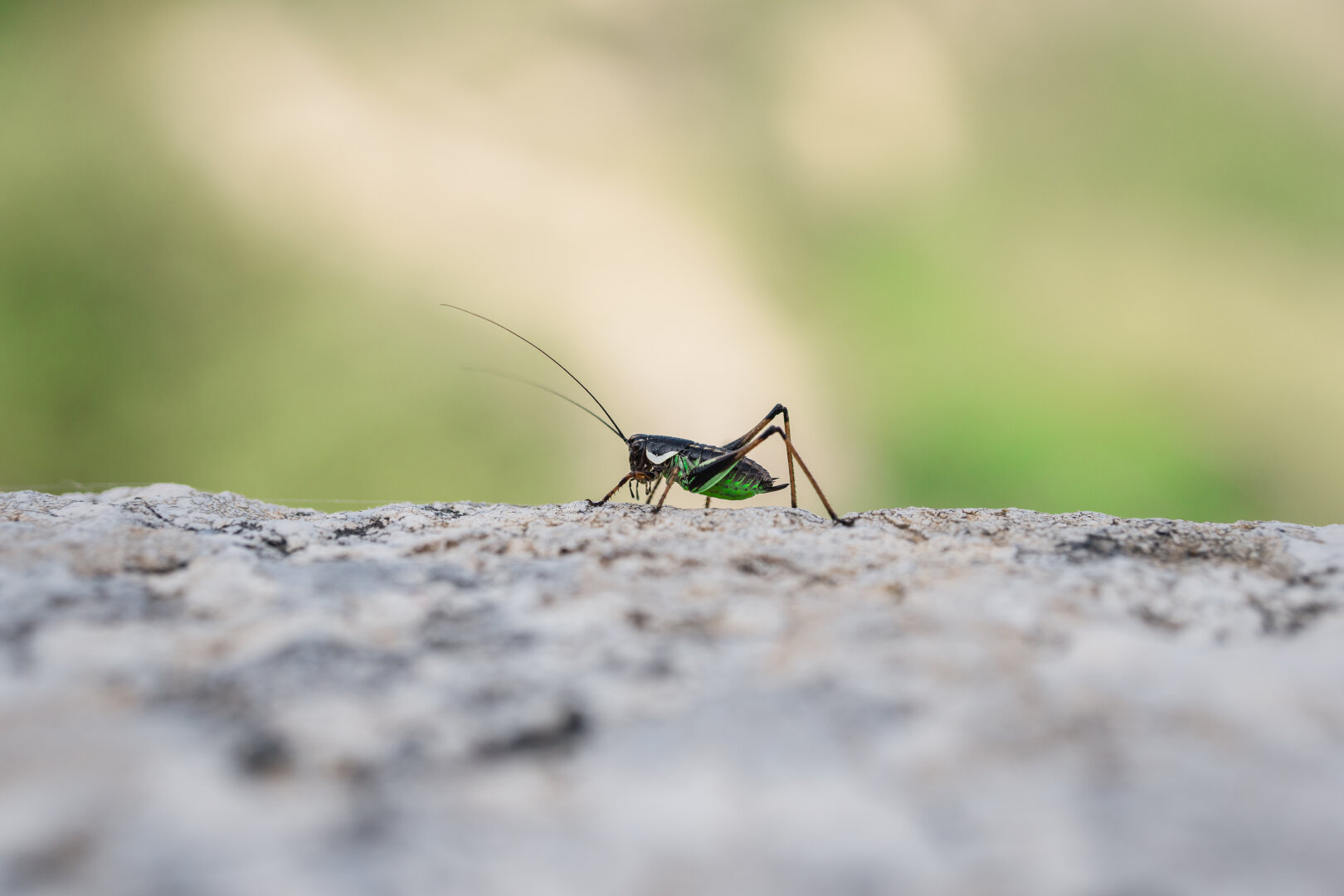 Green cricket on concrete against a green background.