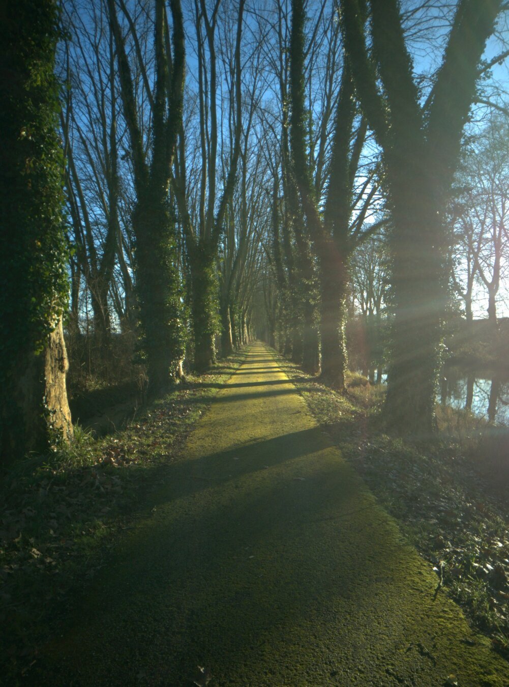 A lost path at the edge of a canal, covered with green foam