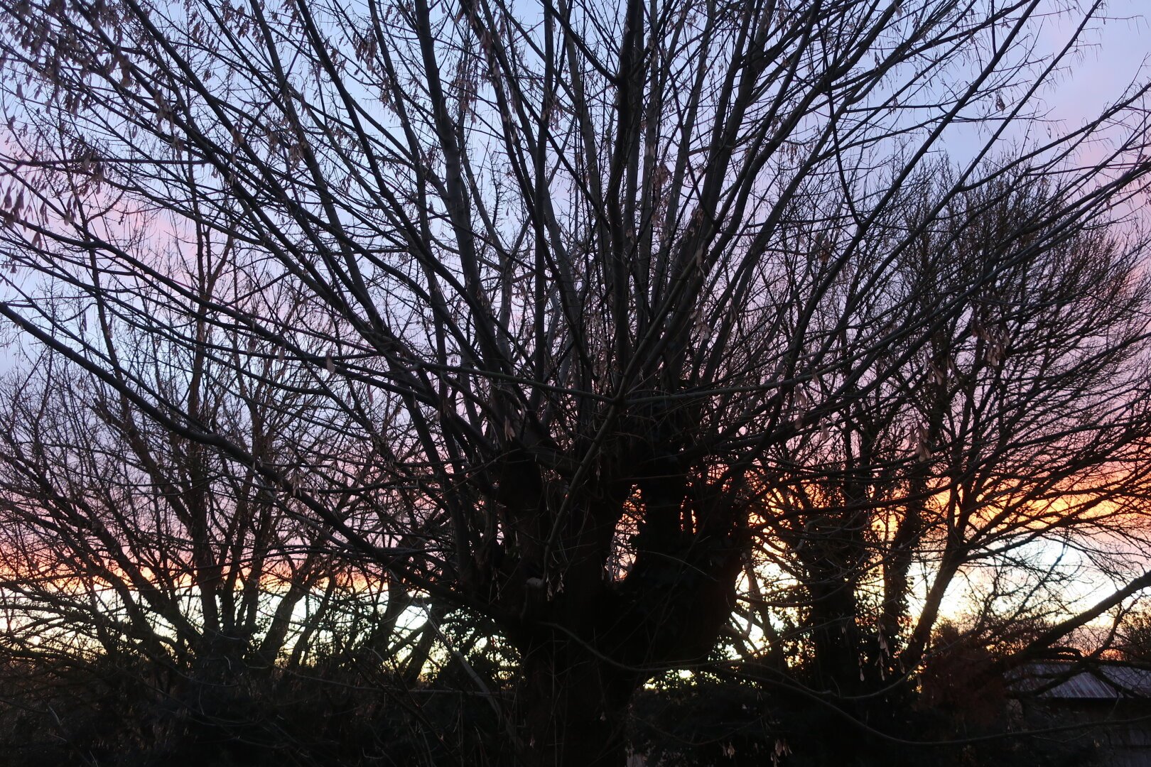 Three leafless trees in the morning