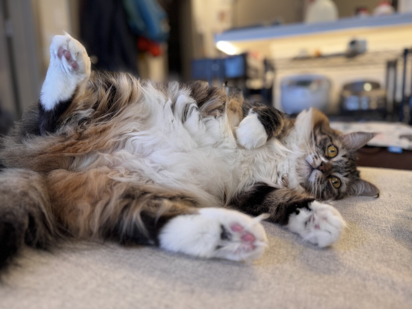 Perhaps the fluffiest longhair cat ever created. Pink toe beans and all.