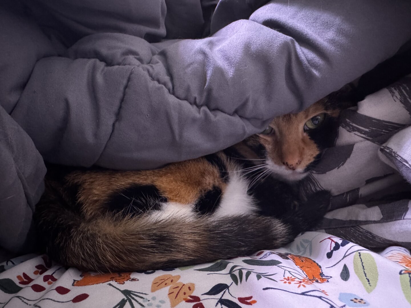 Torbie cat concealed underneath a grey duvet.