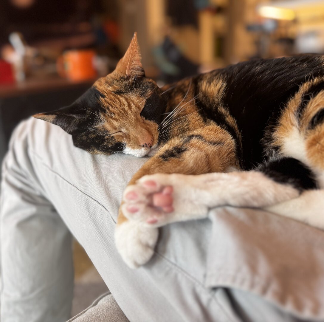 Torbie cat sleeping on a person’s lap.
