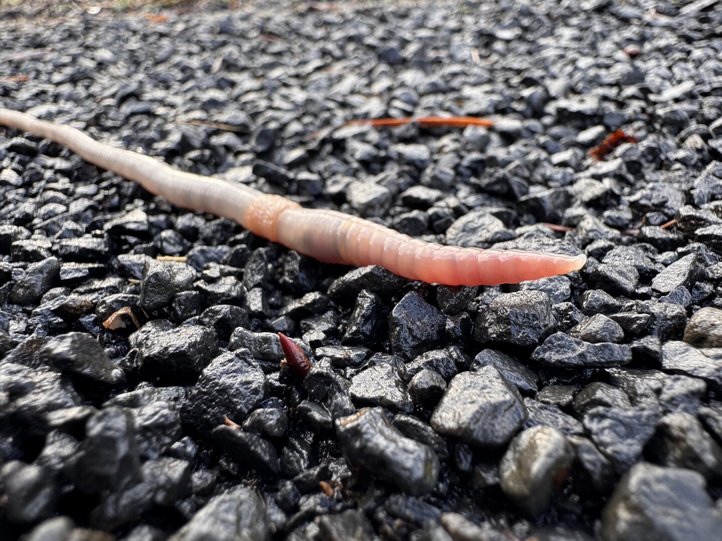 An earthworm wriggling on a rocky footpath after a rainstorm.