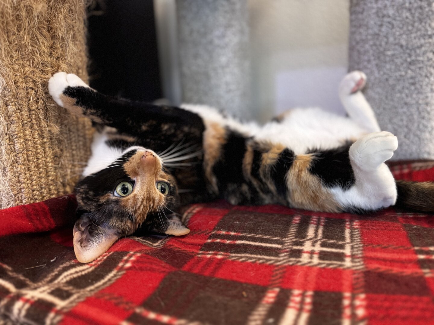 A frisky tortoise cat laying belly-up on a cat tower.