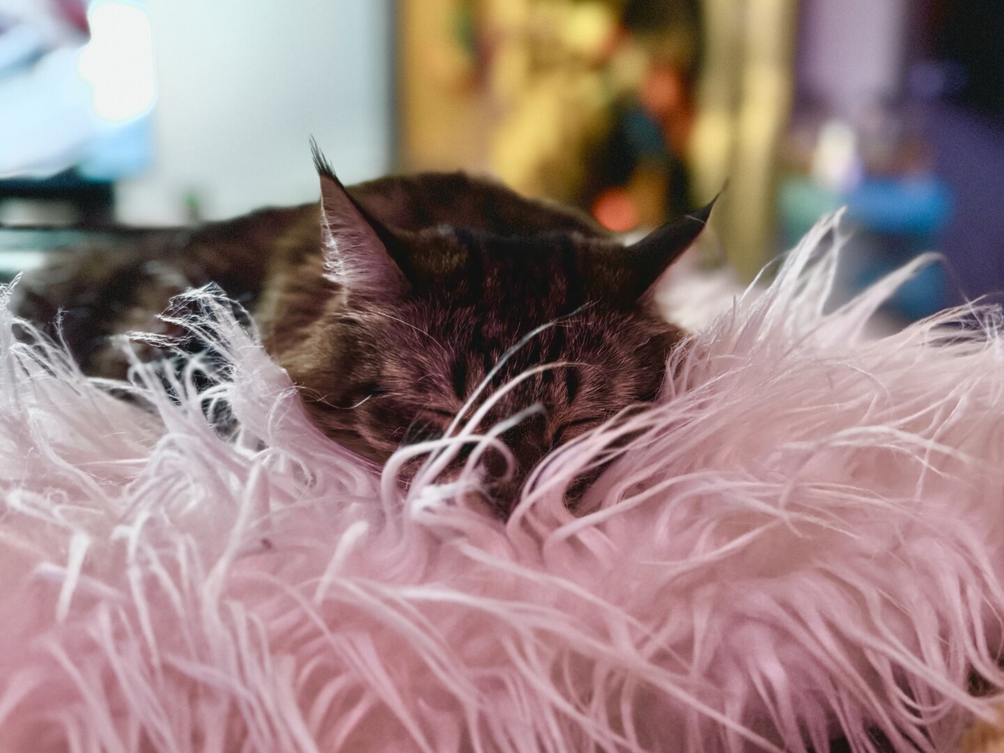A fluffy cat sleeping in a very fluffy pillow.