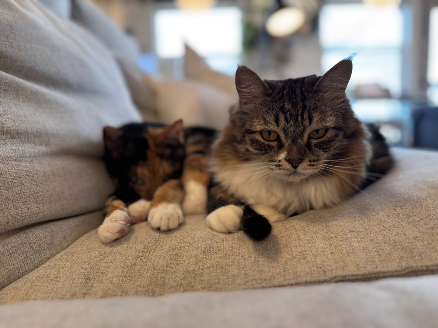 Two sleepy kitties laying side by side.