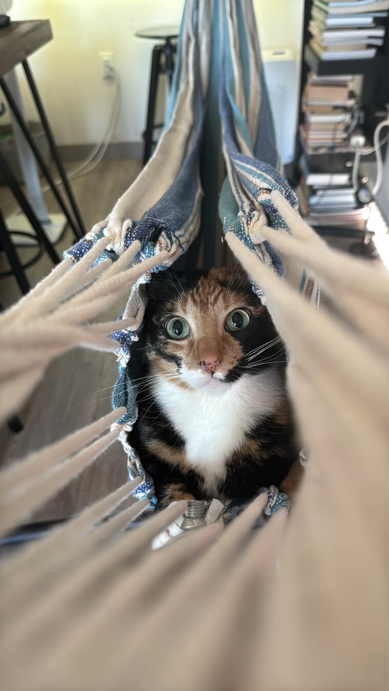 Tortie cat with dilated pupils, sitting partially concealed in a hammock, looking at the camera and about to pounce.