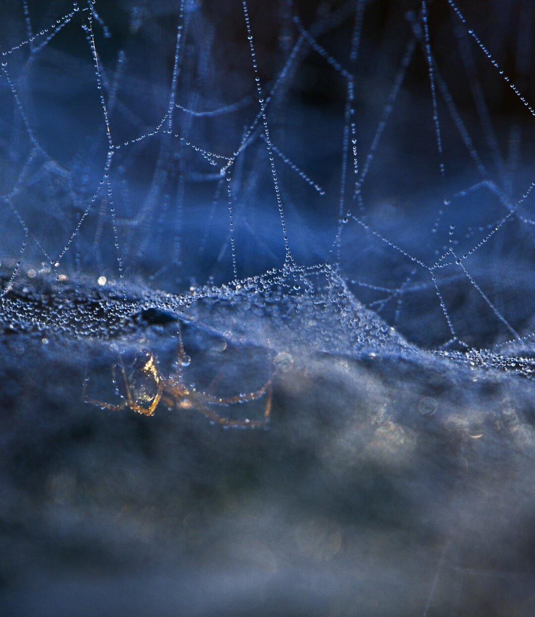 Posted media