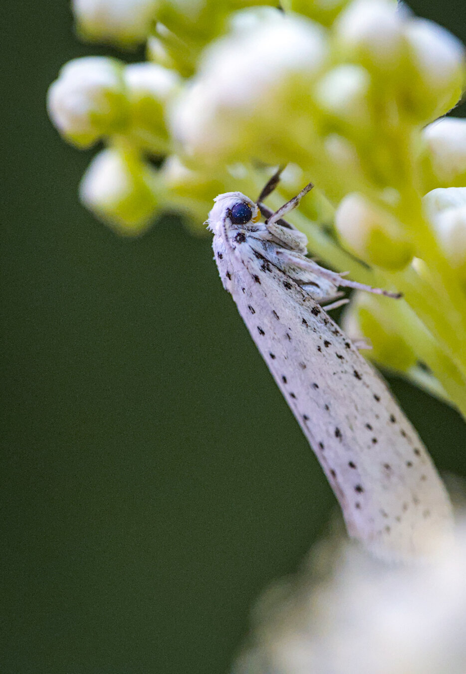 Makroaufnahme eines weißen Falters mit schwarzen Punkten an weißen Blüten