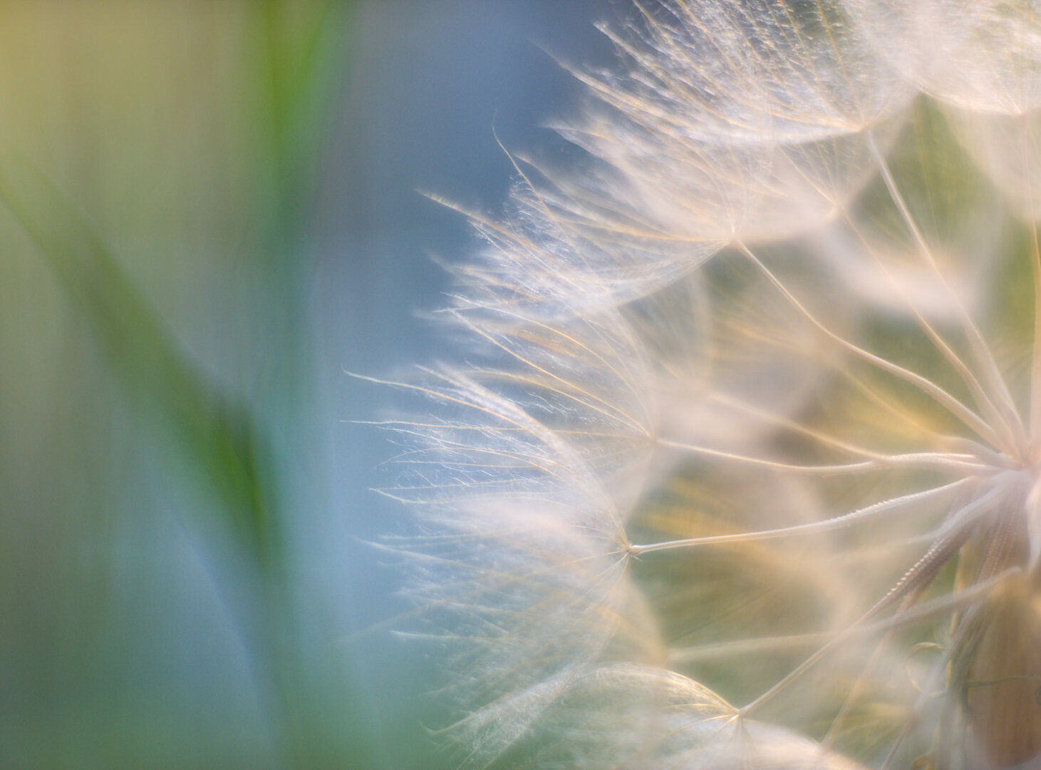Eine Pusteblume zur Hälfte im Makro