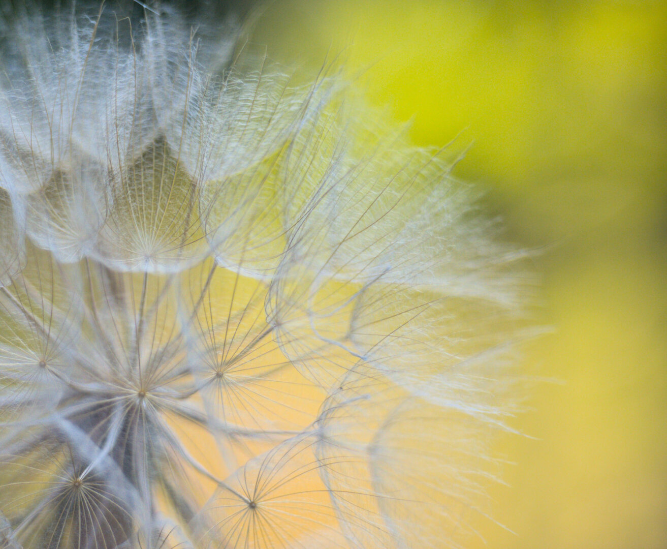 Pusteblume als Makro mit hellem Hintergrund