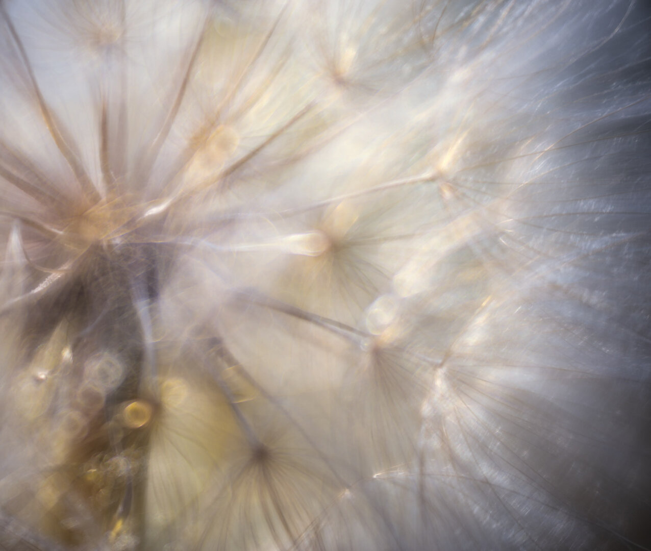 Makro einer Pusteblume mit verträumten Look