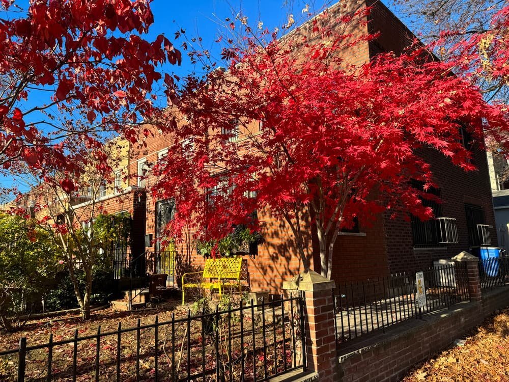 A small city front yard a two story red brick building is bathed in sunlight. The yard is enclosed by a wrought iron fence, there is a tree with brilliant red leaves, a yellow bench against the building and green shrubs by the door. The yard and sidewalk are covered in leaves.