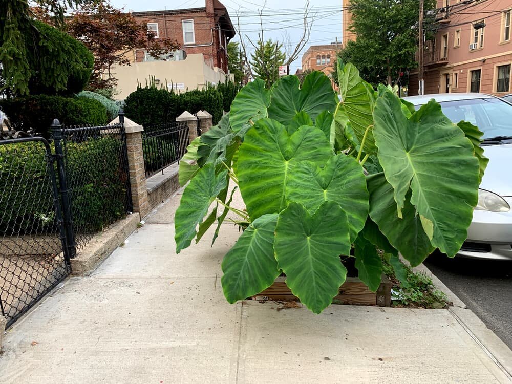 A large elephant ear plant spills out of a tree pit taking up most of the sidewalk.