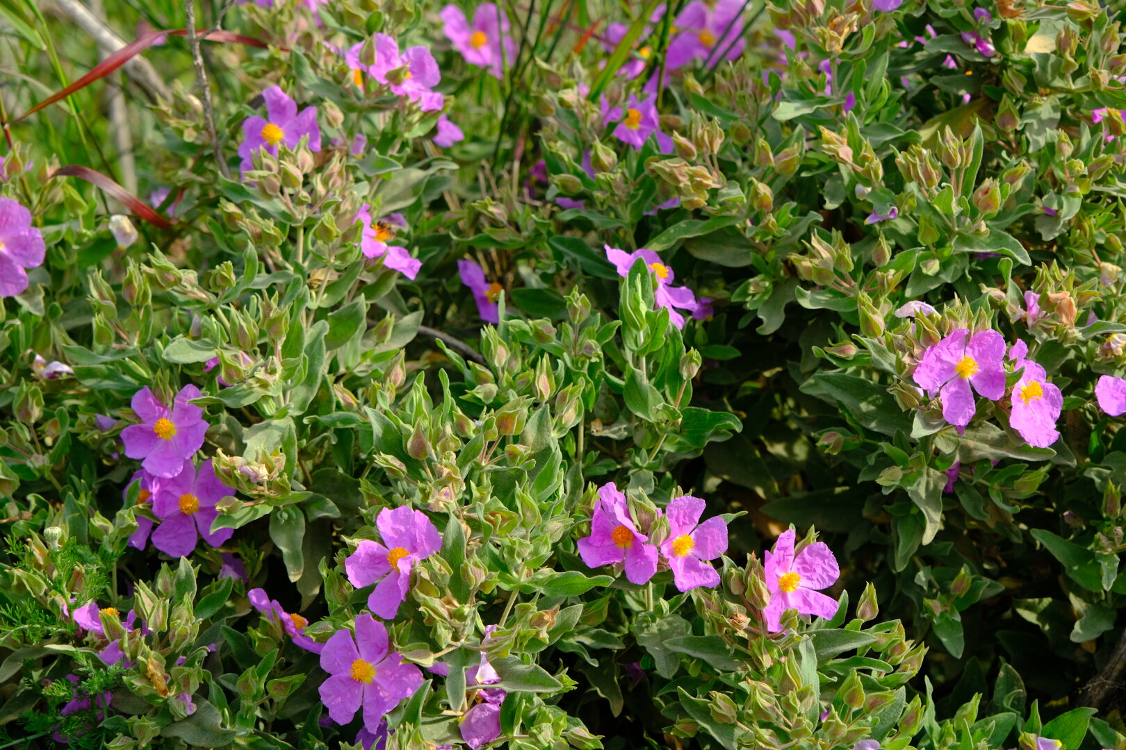 Flors al delta del llobregat