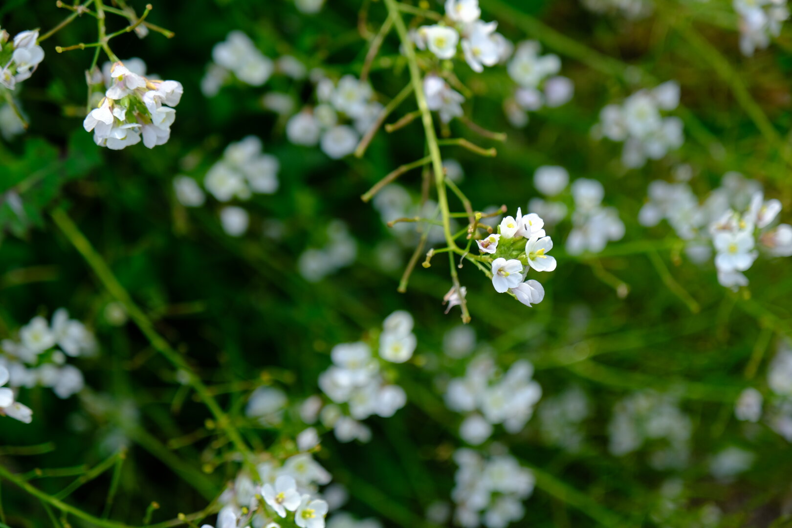flors del delta del llobregat