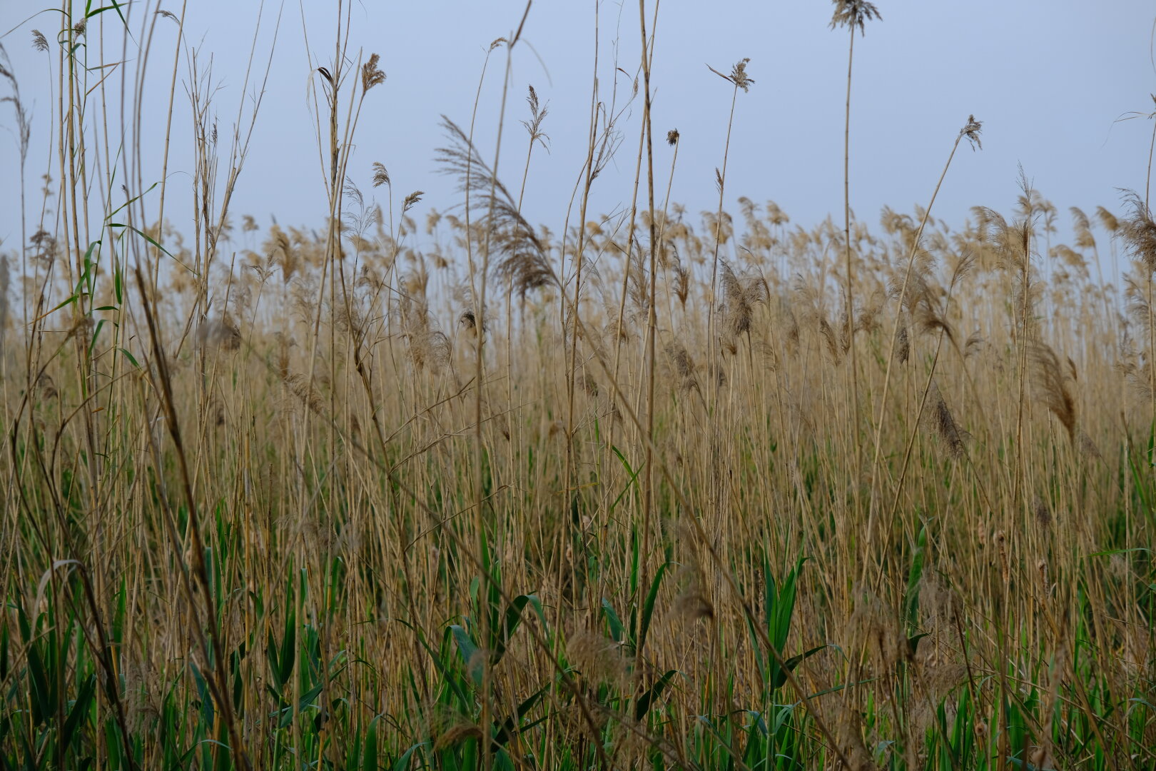 Espigues del delta de llobregat