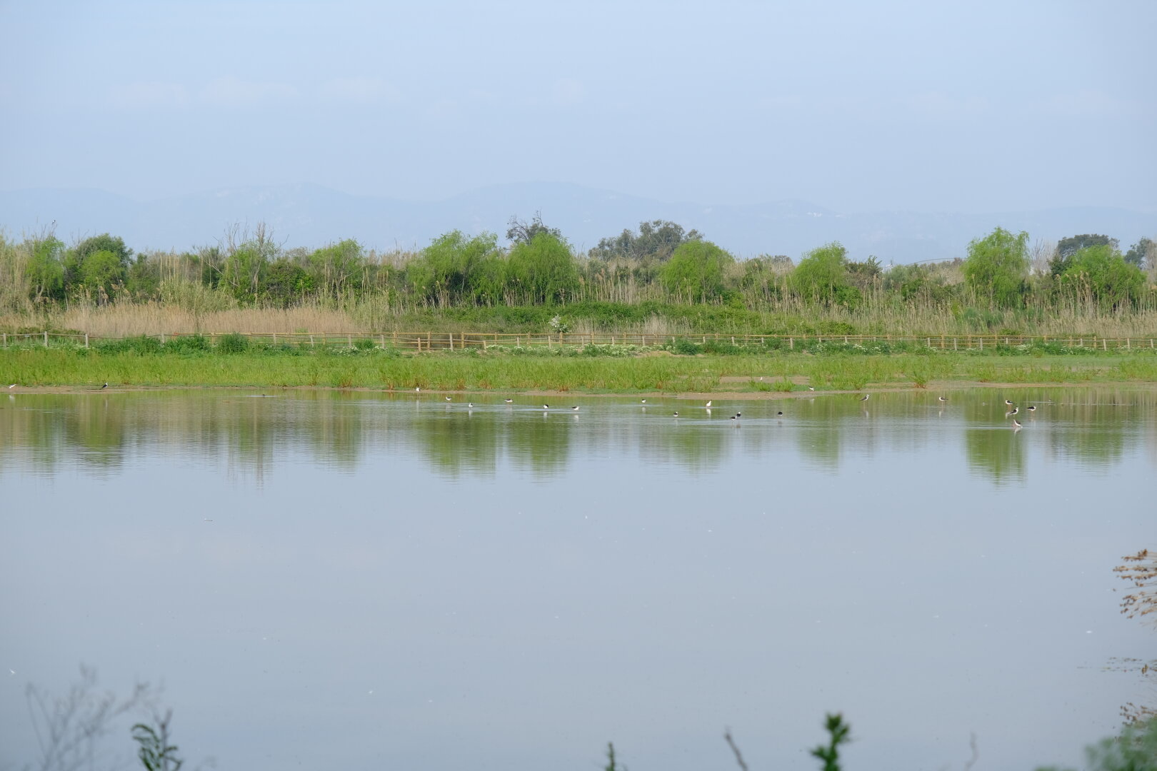 delta del llobregat i ocells