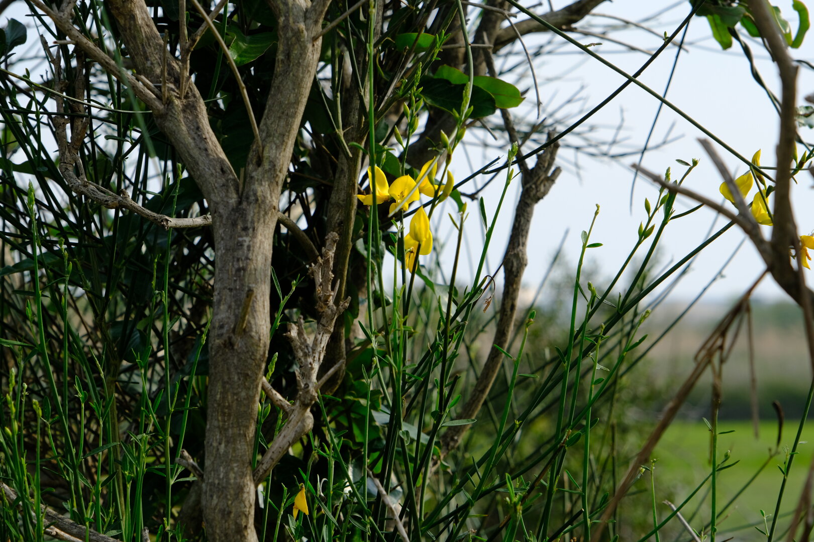 Arbres delta del llobregat