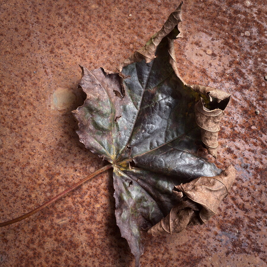 Fallen leaf on a rusty table