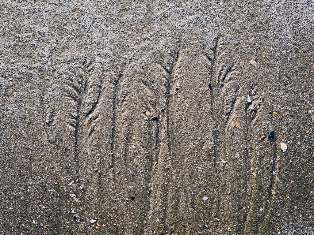 natural patterns in the sand