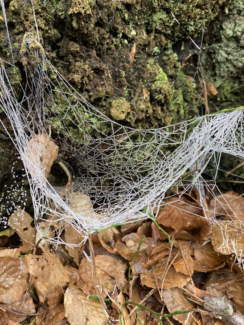 Spiderweb against a tree trunk