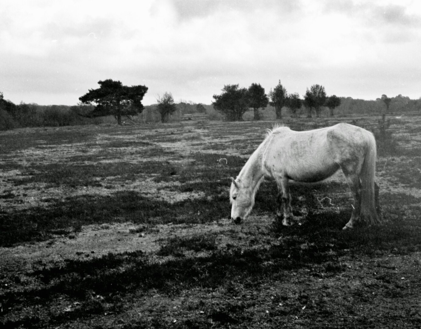 black & white photo of a pony in the New Forest, England