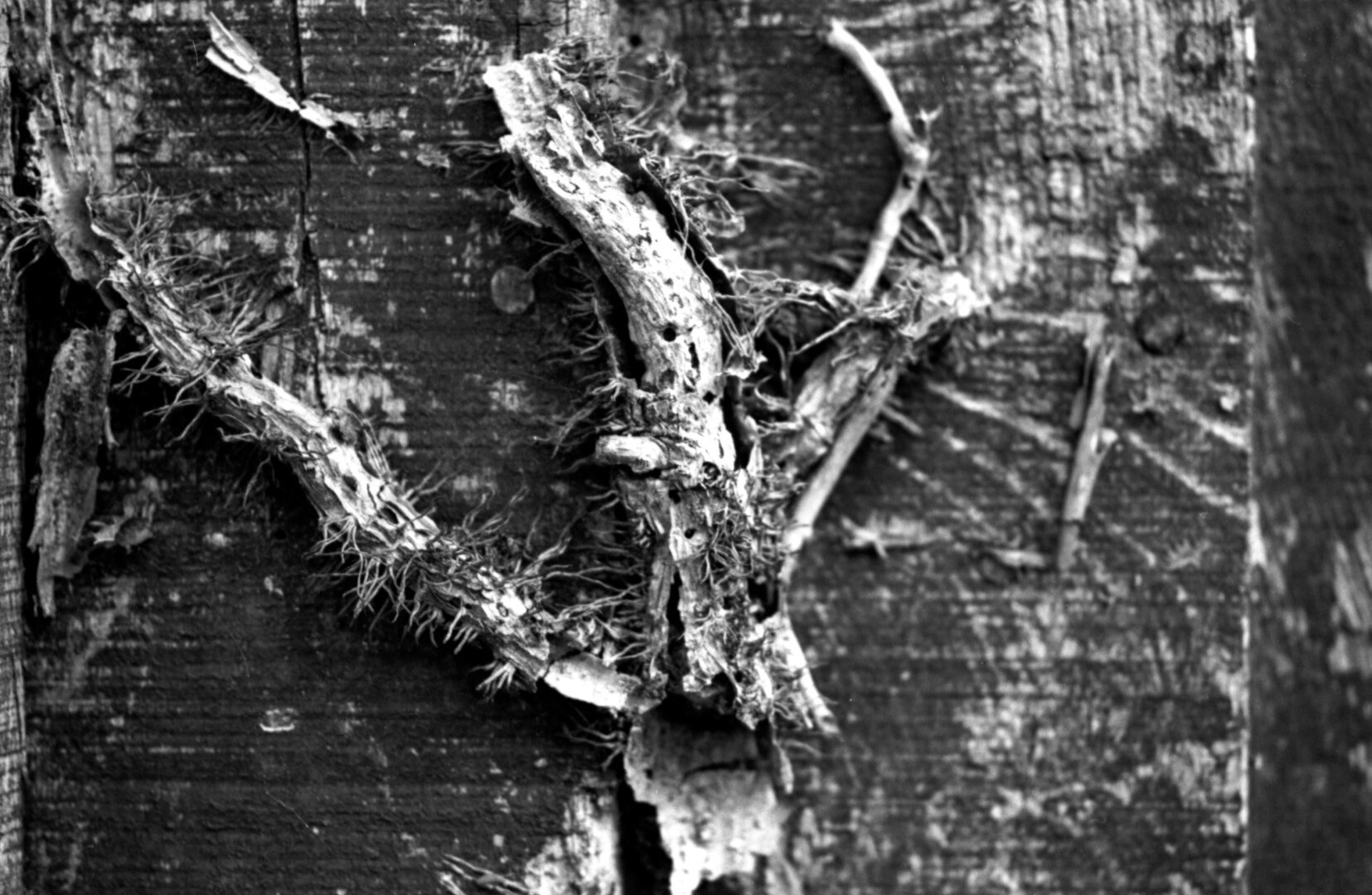 black & white image of dead ivy against tree bark