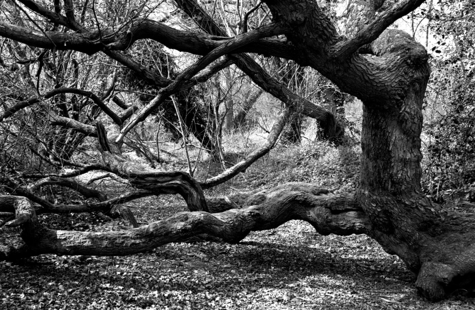black & white photograph of tangled branches across a woodland path