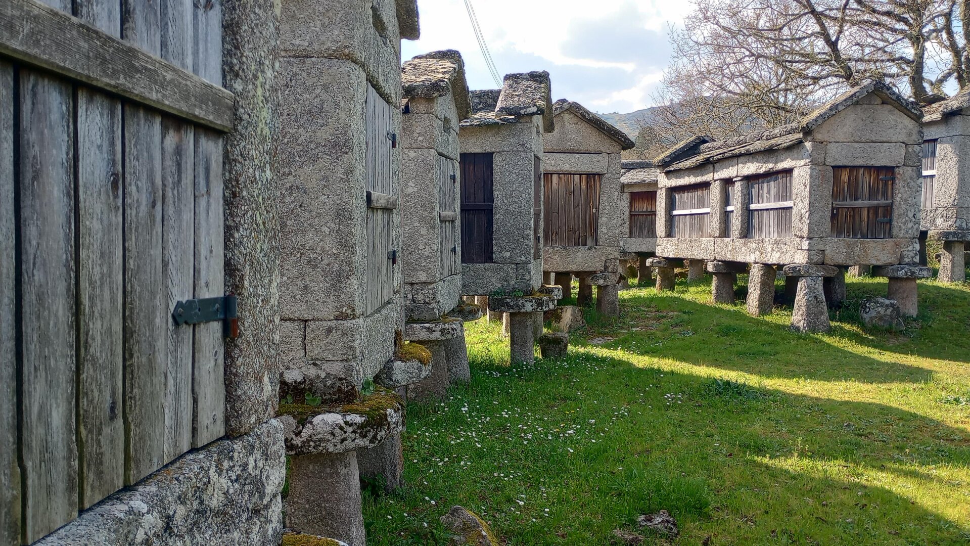 Row of traditional granite hórreos, granaries raised on stone pillars, with wooden doors and roofs, set in a grassy field with small white flowers.
#laureanoaraujo #avión #galiza
Avión, 22 de marzo de 2026