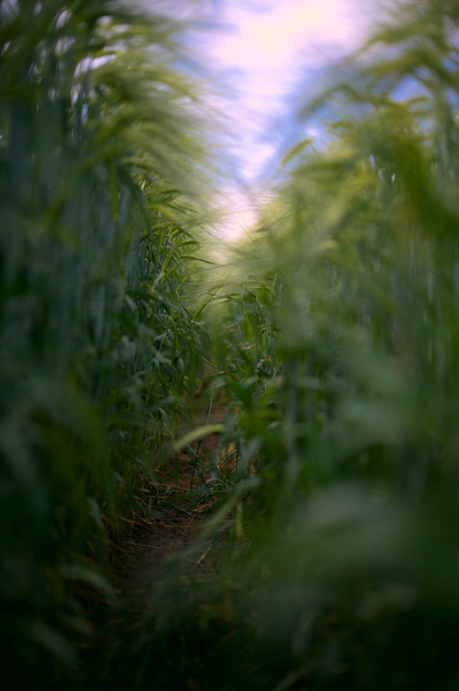 Picture shows a deeply green barley field along the clearing made by the tracks of a tracktor.  The perspective is from about the mid hight of the plants.