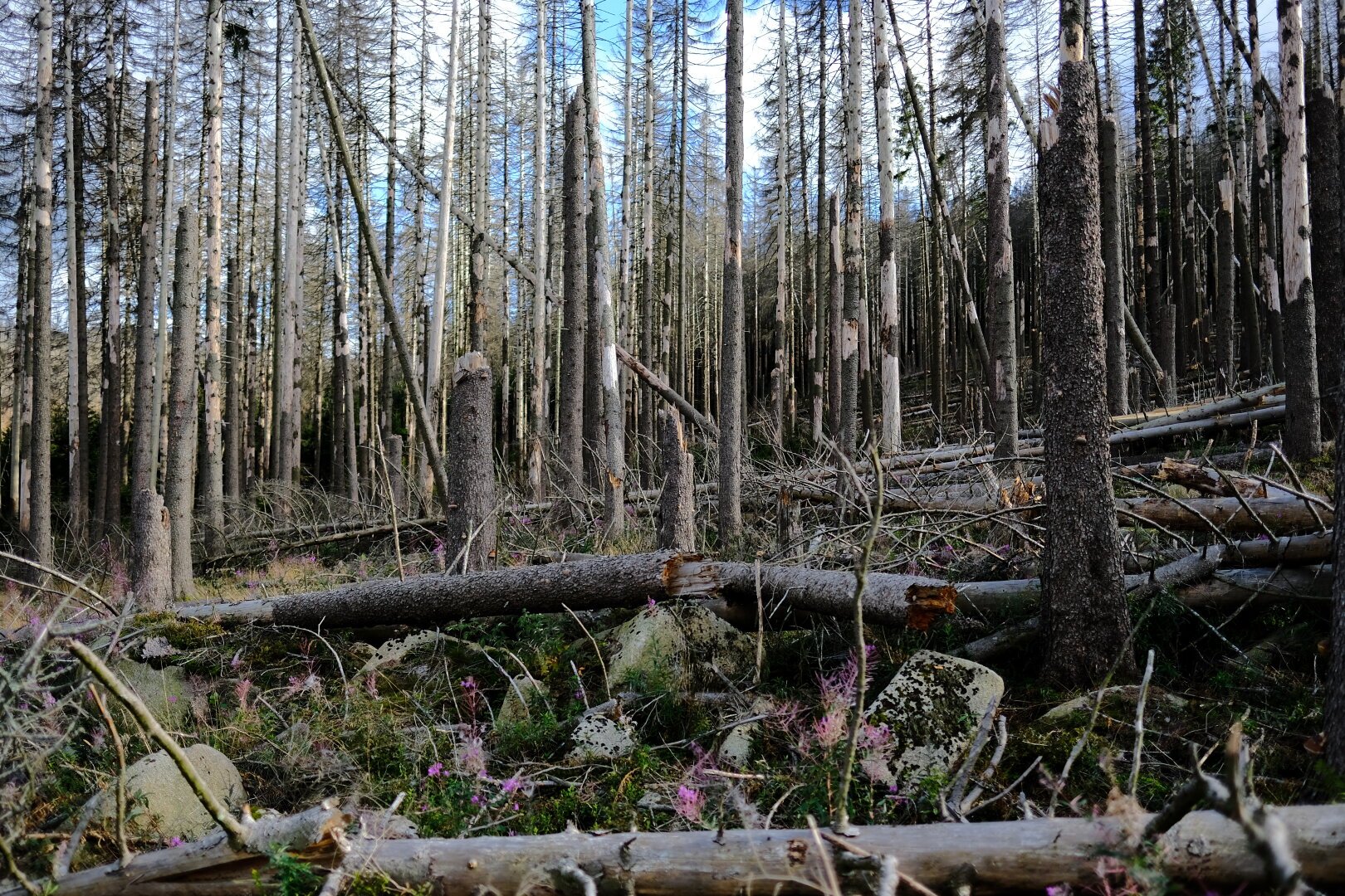 Picture showing a scene with several completely devastated and broken trees without bark, shining white like bones. Several fallen trees are lying between them.