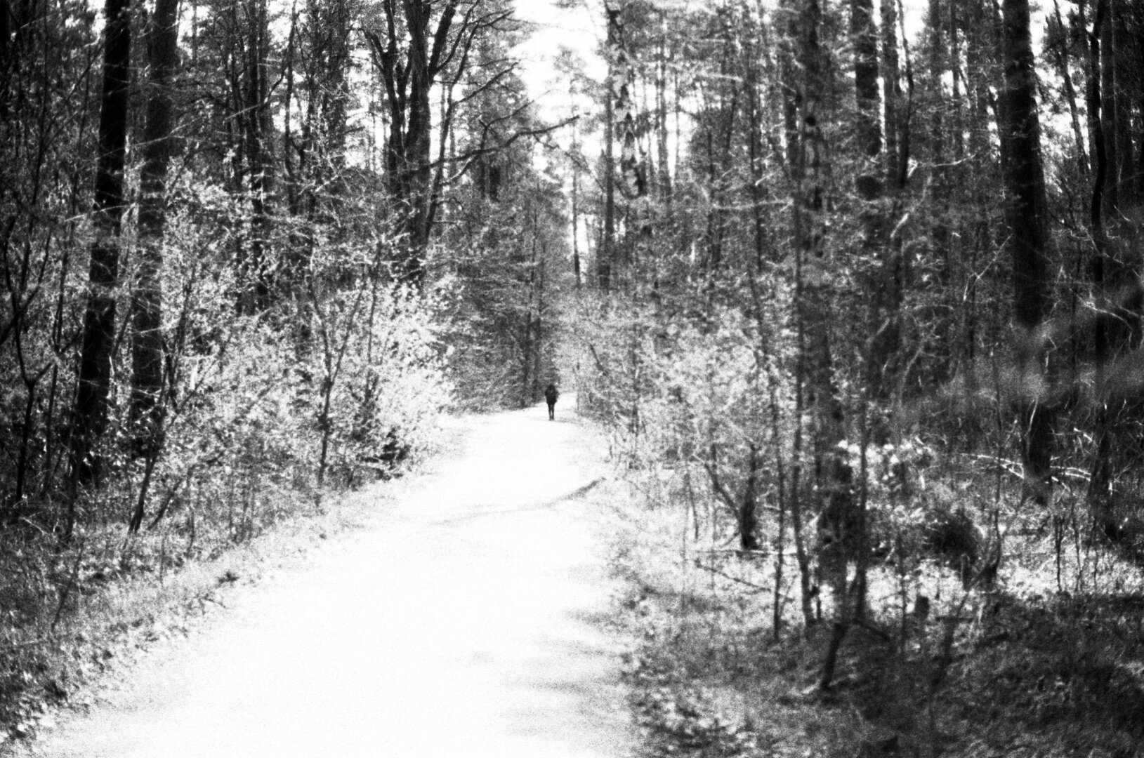 BW picture of a person walking down a foresty path facing away from the photographer.