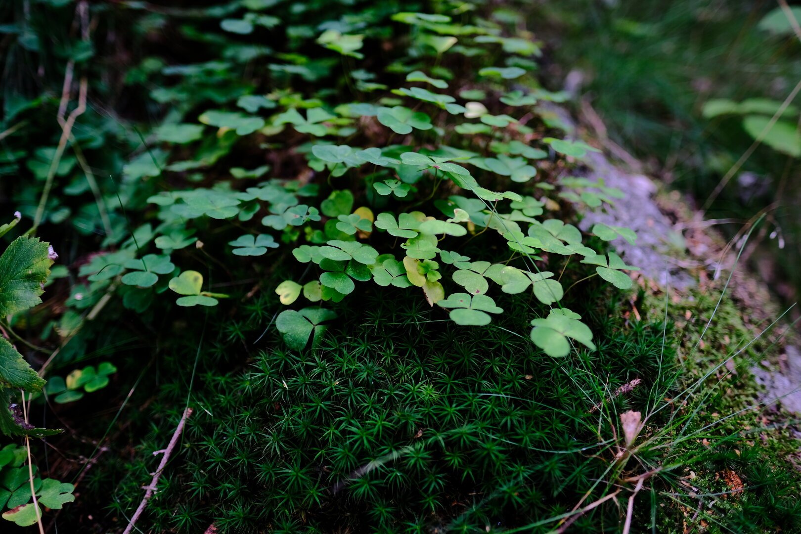 Closeup picture of shamrocks in a dark, foresty scene.