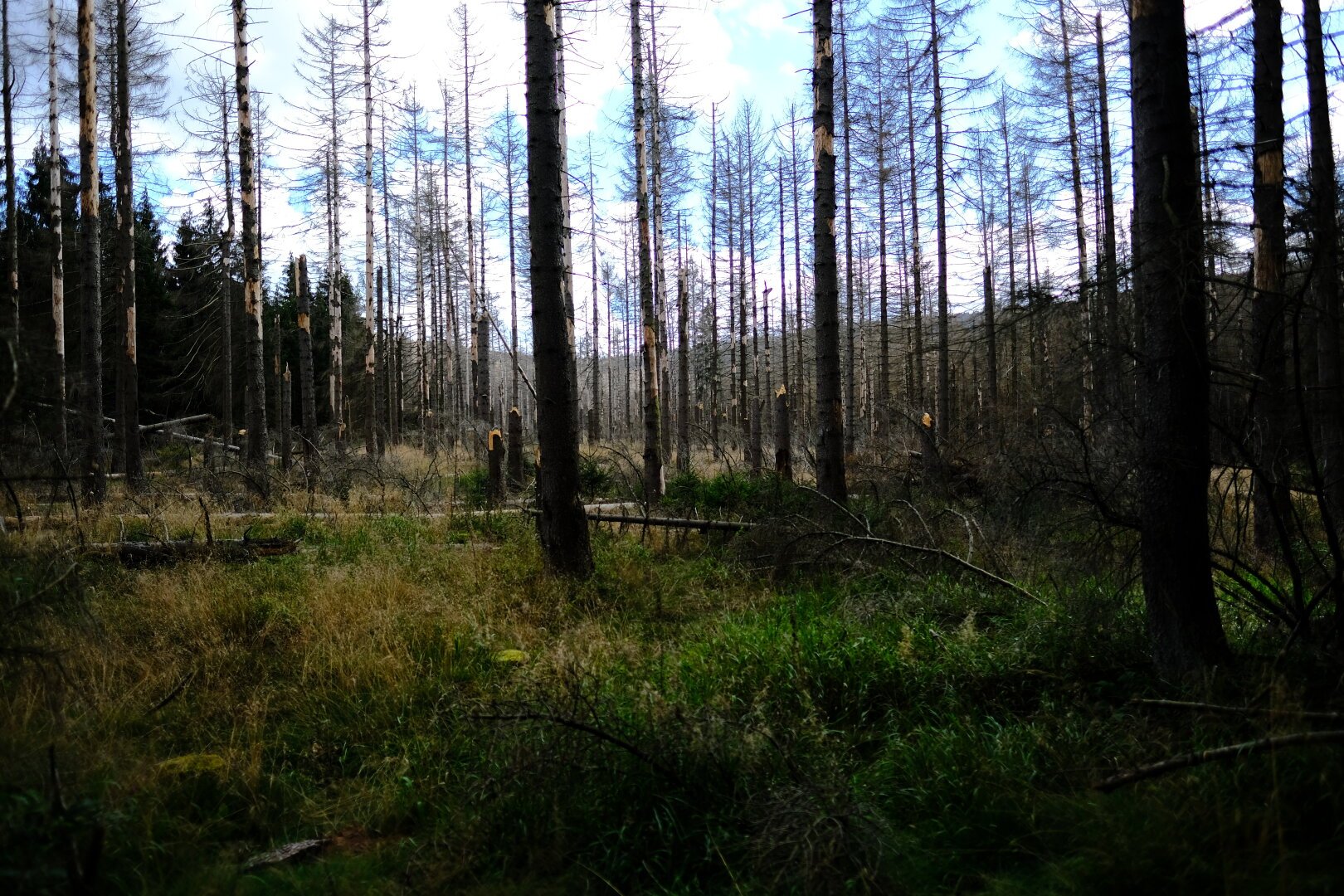 Grassy, swamp-like scene at the edge of a forest showing several broken and ill trees.