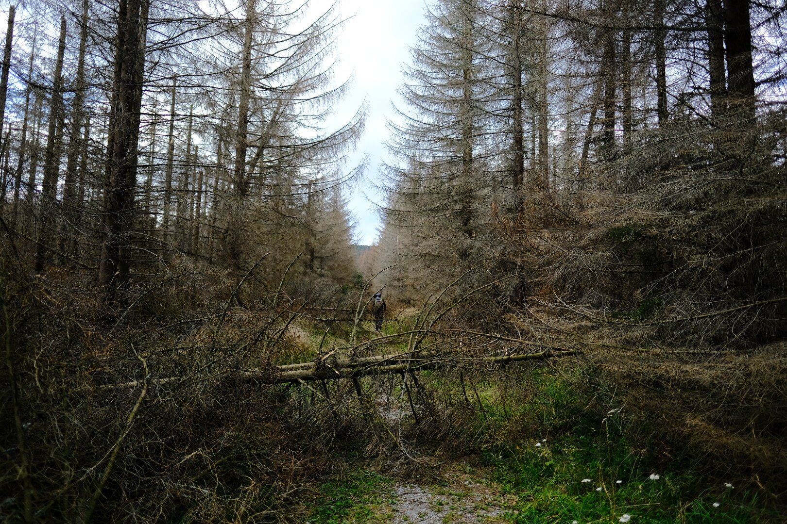 Picture of a fallen tree inside a sickly dry forest. A person with a hikers backpack is walking away behind the fallen tree facing away from the camera.