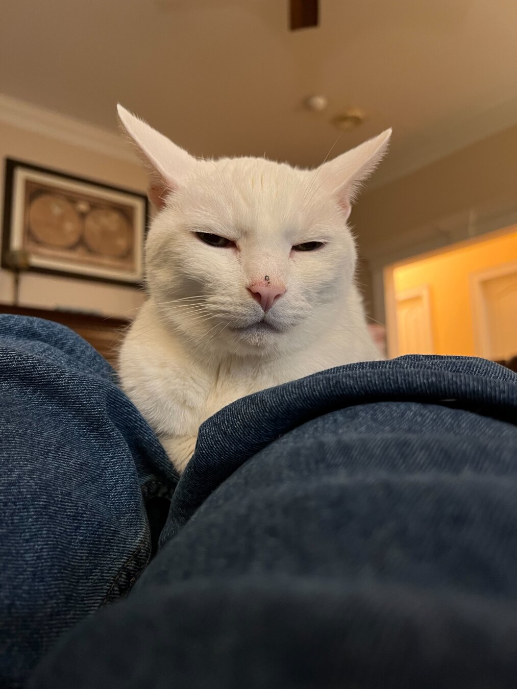 A white cat with a relaxed expression is perched atop a person's lap, with blue jeans visible in the foreground.