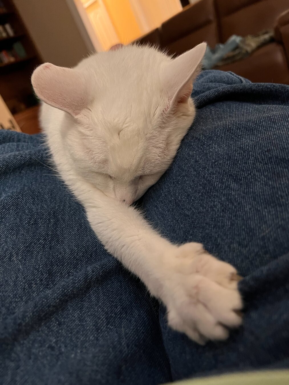 A sleeping white cat rests on a person's lap, with its head down and one paw stretched out.