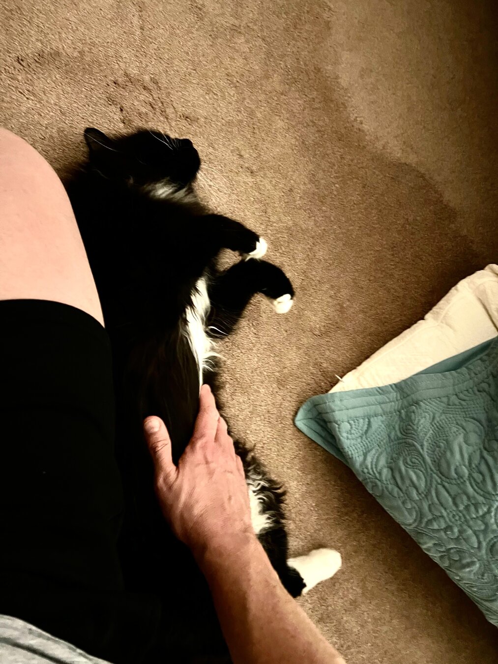 A cat, black with white paws and belly, is lying on its back on a carpet. A hand is seen gently petting the cat‘s belly.