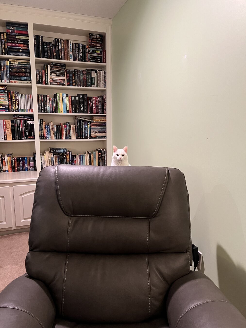 A white cat is peeking over the back of a brown recliner chair, with a bookshelf filled with books in the background. The wall is painted a light green color.