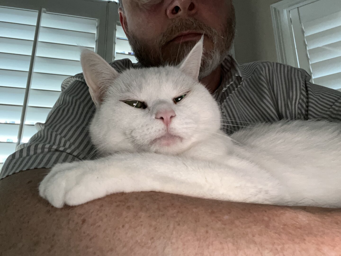 A white cat is resting on the arm of a person, with a close-up view of both the cat's face and part of the person's arm and shirt. The background features window blinds.